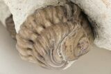 Partial Kainops & Paciphacops Trilobites - Oklahoma #212345-5